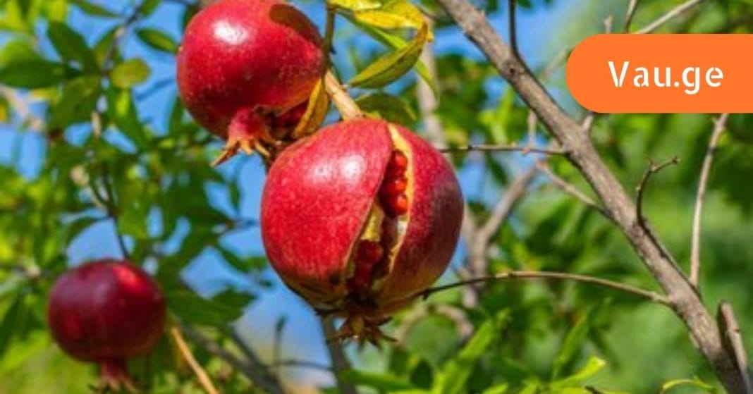 BROWEULIS-10-SARGEBELI