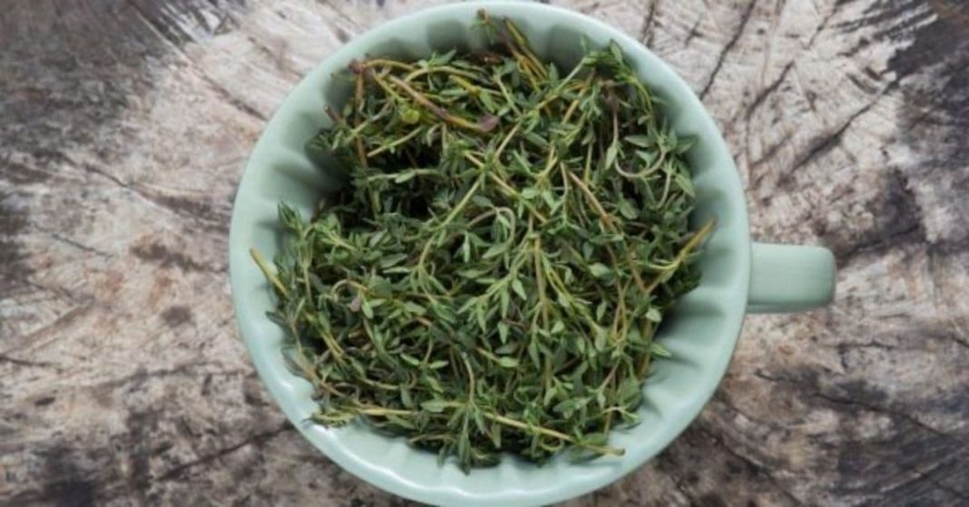 nato xalxuri - 2025-11-20T124731.005 (1)