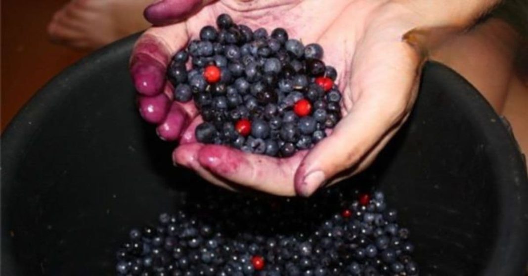 nato xalxuri - 2025-11-20T141029.494 (1)