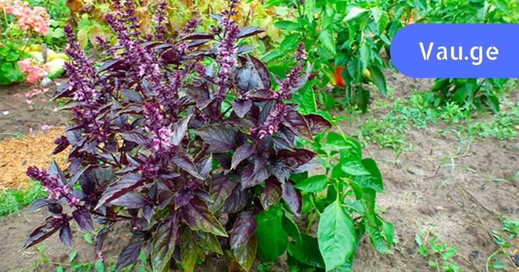 rehanis-samkurnalo-tvisebebi