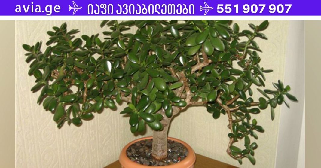 xr:d:DAFDpjCTLwk:1406,j:37094467815,t:22100418