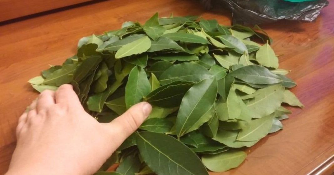 bay leaves dapnis potlebi