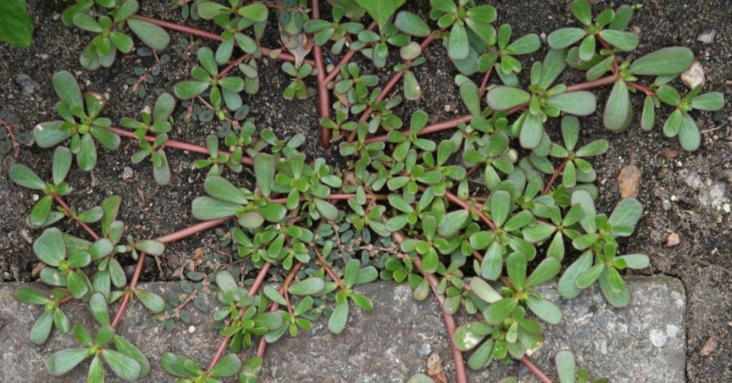 Purslane