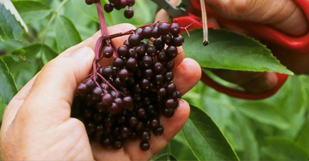 elderberries elderberries