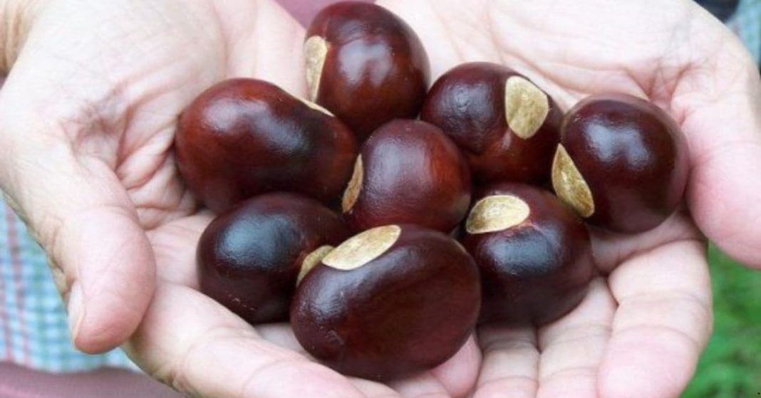 horse chestnut