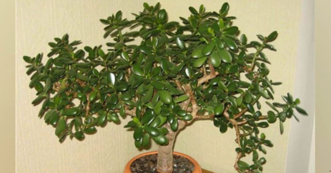 Crassula ovata