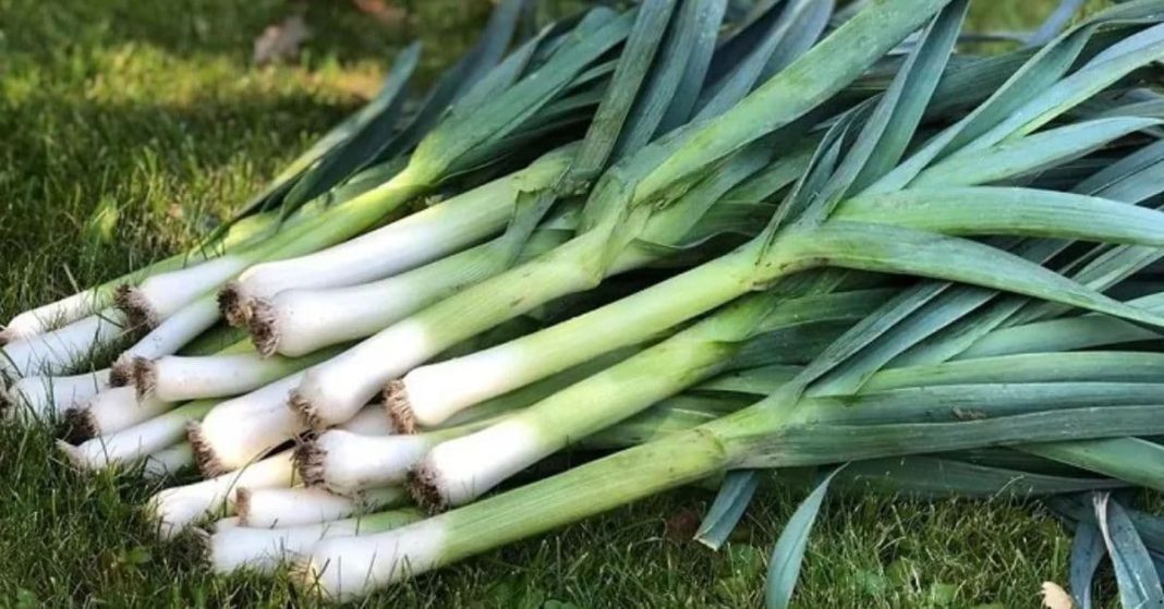 prasi პრასი