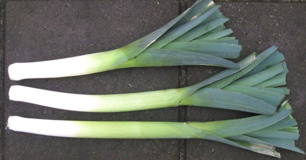 leek with roots leek with roots