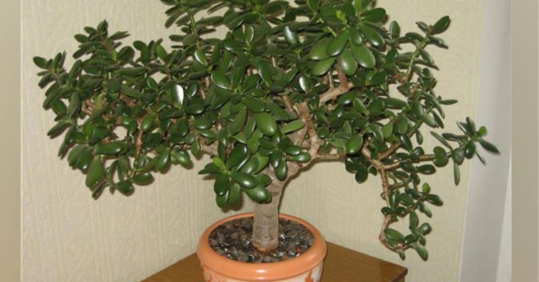 ბარაქის ხე