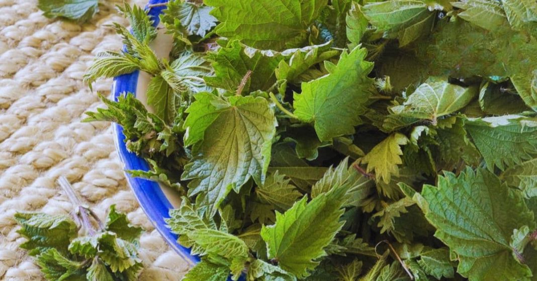 ჭინჭარი