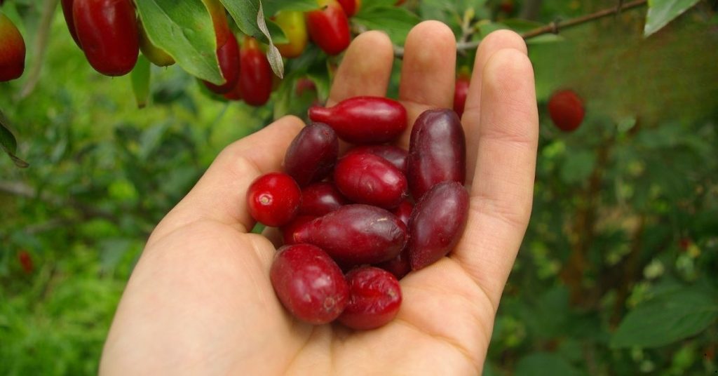 cornelian cherries