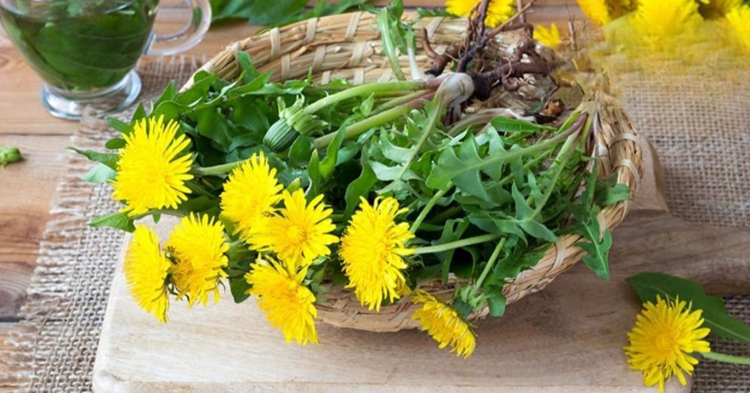 dandelion leaves dried dandelion leaves