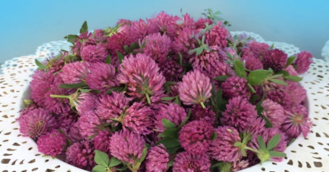 nato xalxuri - 2025-08-05T130037.896 (1)