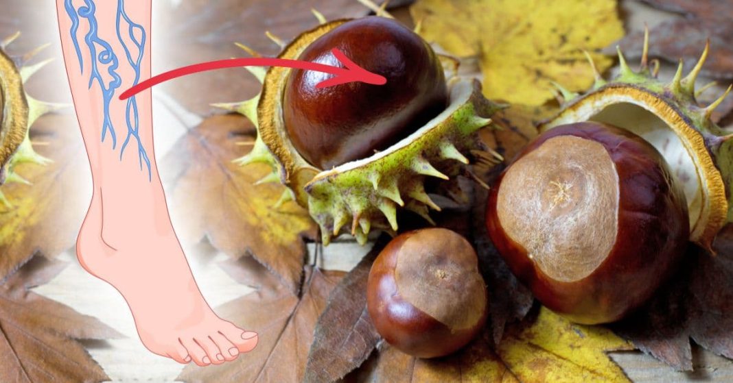 ცხენის წაბლის ნაყენი