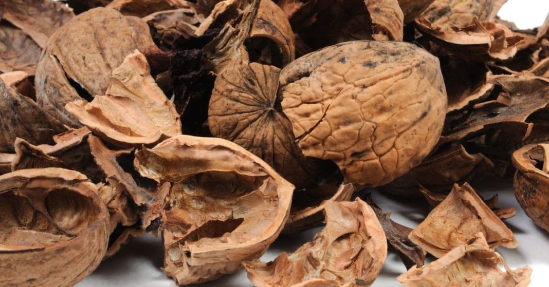 nato xalxuri - 2025-08-26T181943.718 (1)