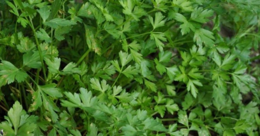 nato xalxuri (17) (2)