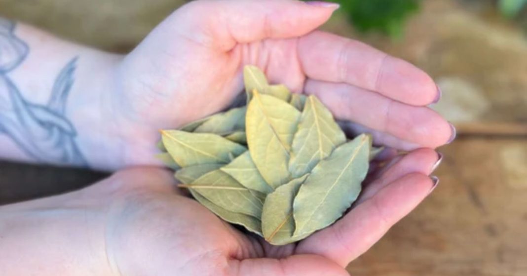 nato xalxuri - 2025-09-02T120118.905