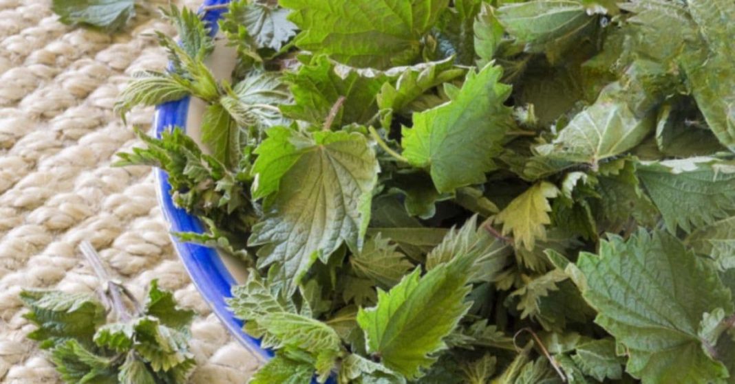 nato xalxuri - 2025-09-02T221707.933 (1)