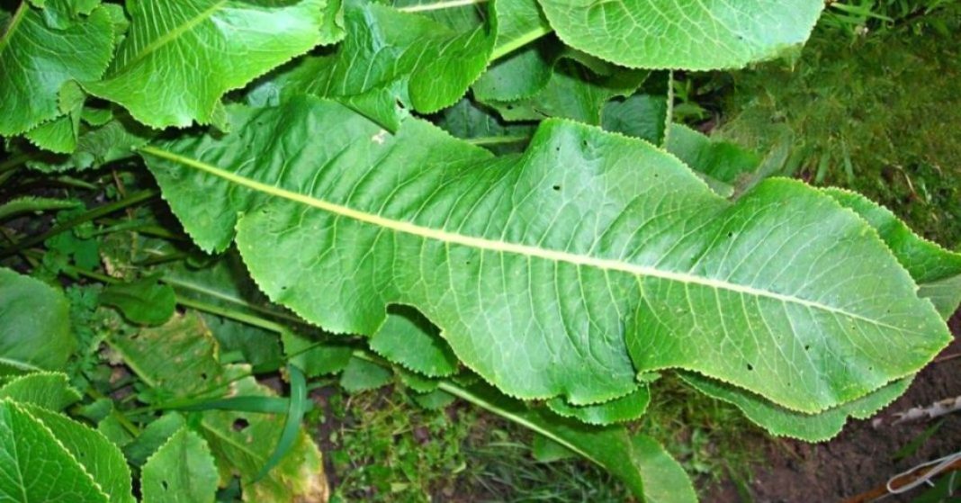 nato xalxuri - 2025-09-04T214841.927