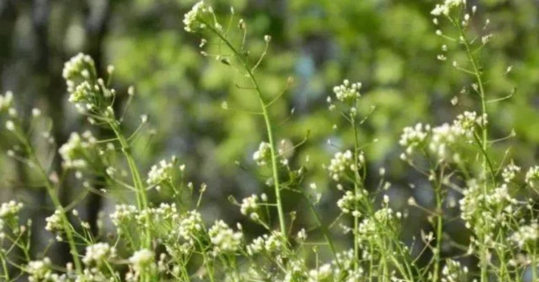 nato xalxuri - 2025-09-06T082010.416 (1)