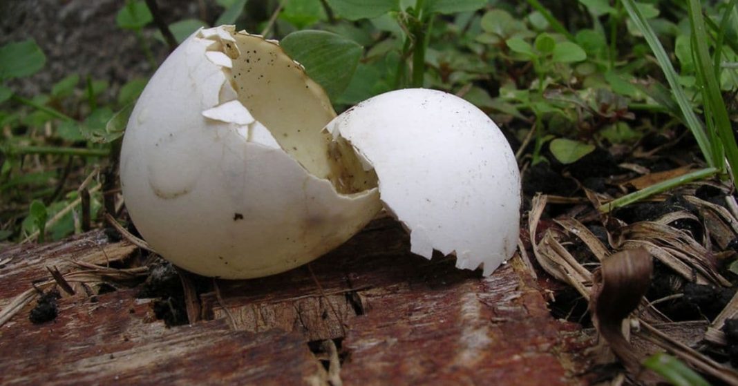 nato xalxuri - 2025-09-18T183755.951 (1)