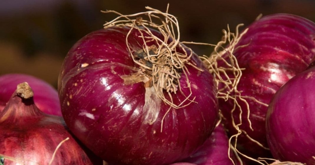 nato xalxuri - 2025-09-22T034503.181 (1)