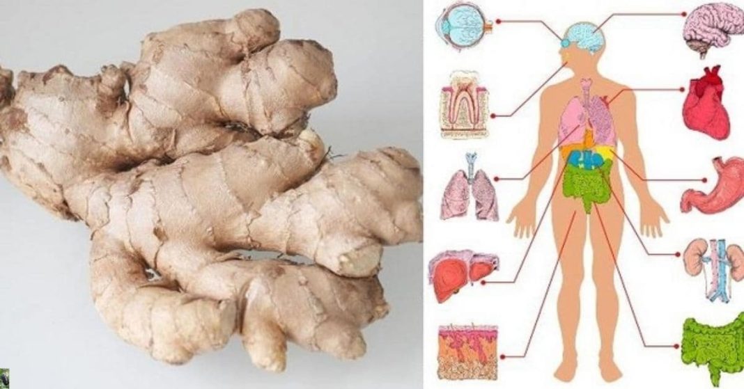 nato xalxuri (7) (2)