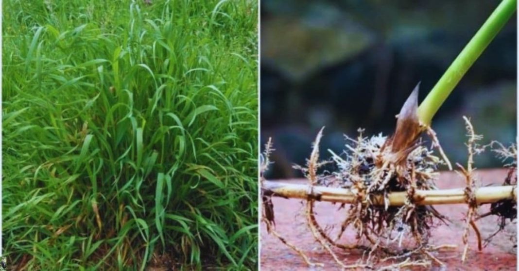 nato xalxuri (20) (1)