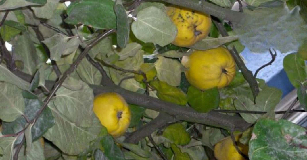 nato xalxuri (32) (1)