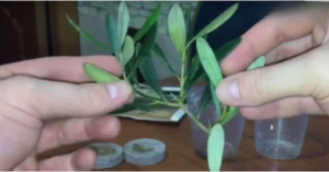 nato xalxuri (39) (1)