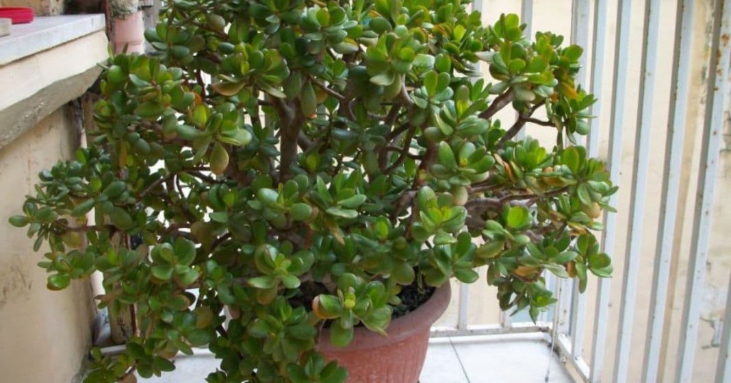 ბარაქის ხე