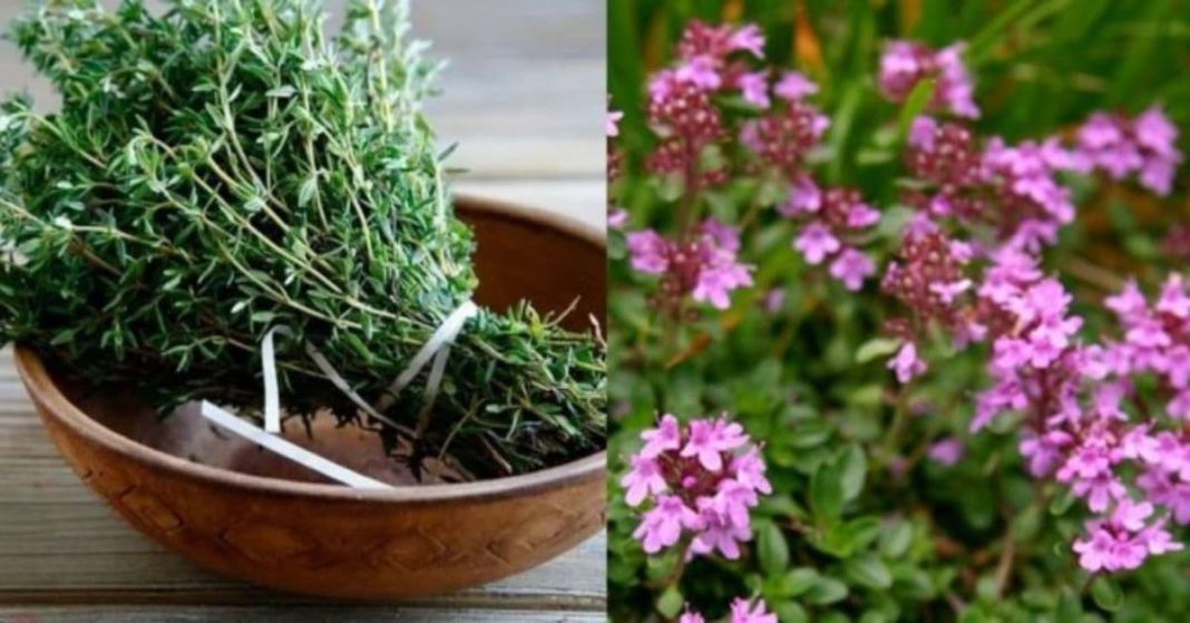 nato xalxuri - 2025-11-17T181440.694 (1)