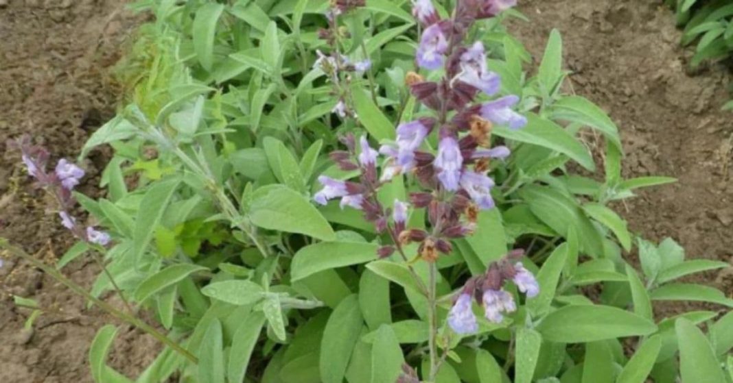 nato xalxuri - 2025-11-20T101213.232 (1)