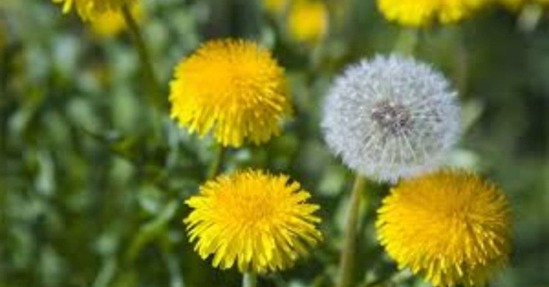 nato xalxuri - 2025-11-21T103956.548 (1)