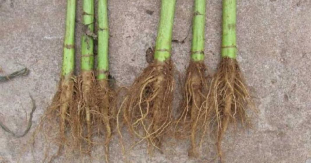 nato xalxuri - 2025-11-21T150412.530 (1)