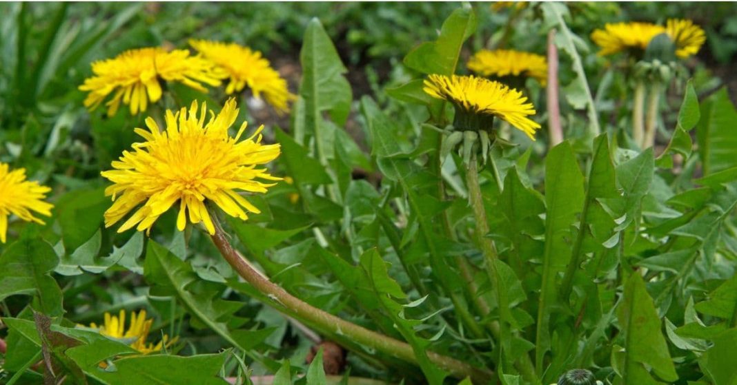 კულმუხოს ფესვი