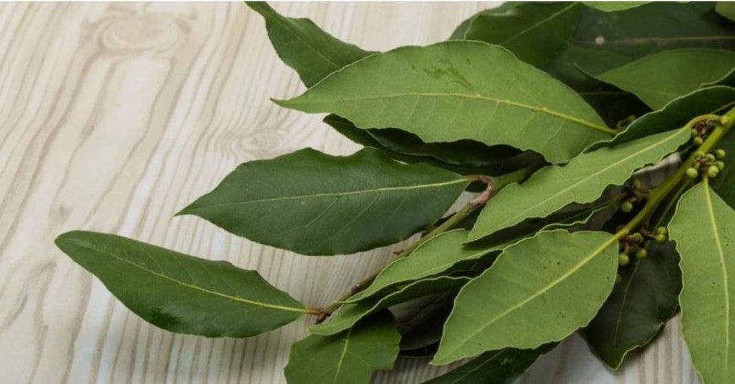 nato xalxuri (23) (1)