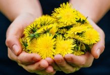 This plant heals the liver, kidneys, and digestion at the same time! Try it and see for yourself!