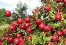 I recommend this infusion to anyone who has heart problems! It will instantly relieve shortness of breath, palpitations, and many other bothersome symptoms.