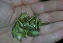 Pay Attention to Your Body: These Signs May Point to Parasites