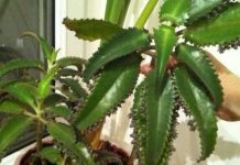 Kalankhoe: The “Home Doctor” in Traditional Folk Care