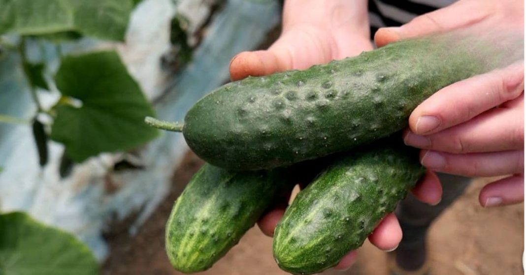 ნატო xalxuri (6) (1)