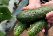 A Simple Cucumber-Based Habit Traditionally Used for Digestive Regularity