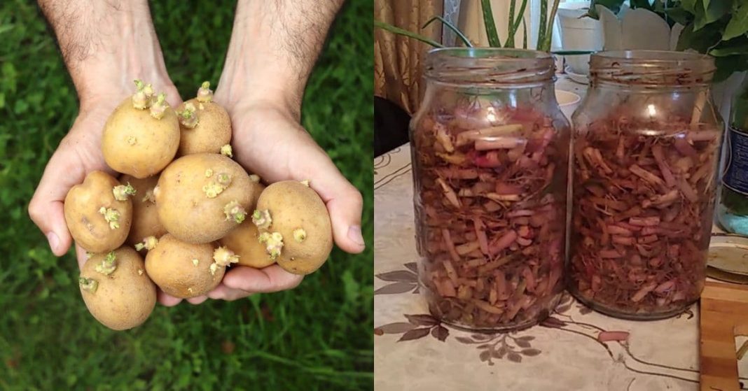 ნატო xalxuri (62) (1)