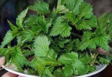 Nettle and Diabetes — How It Was Used in Folk Practice