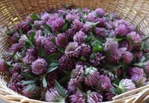 The Purple Flower My Grandma Called the “Elixir of Youth”: Why You Need Red Clover