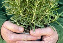 My Grandmother Kept Rosemary in the Kitchen – She Said This Herb Wakes Up the Body and Clears the Mind